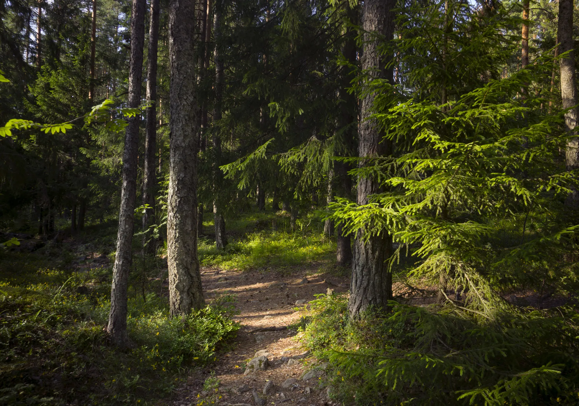eco sostenibilità bosco